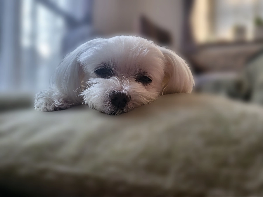 クラウドファンディング開始しました