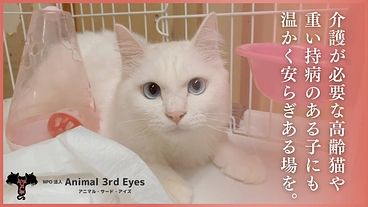 アニマルサードアイズ│生き場を失くした老猫や傷病猫にも幸せな生涯を のトップ画像
