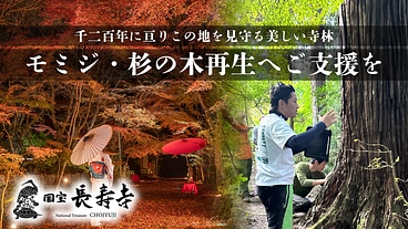 国宝 長寿寺｜千二百年の歴史が息づく祈りの参道、杉や紅葉を守りたい のトップ画像