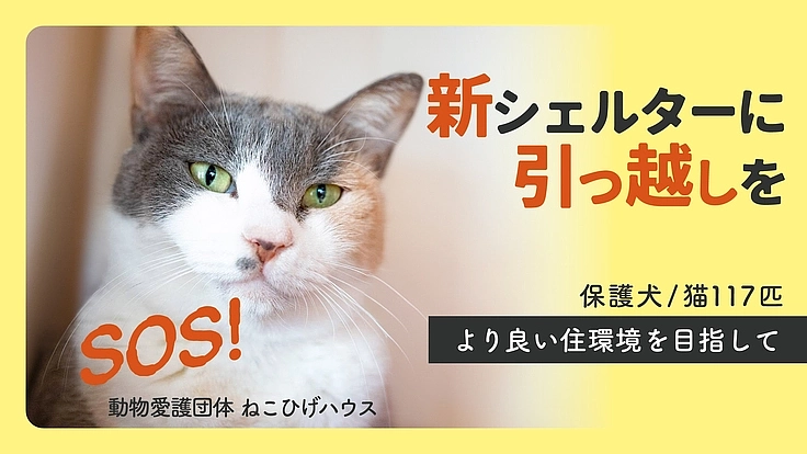 新シェルターへ移転できない危機。シニア猫・傷病猫に必要なケアを。