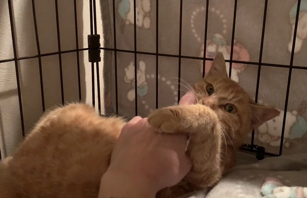 茶トラの子猫を保護しました。