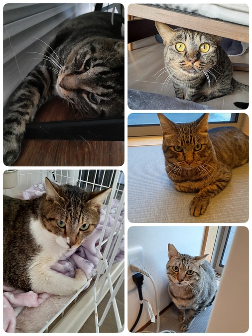 【もみじ君】【ふうま君】の医療と他の子の投薬に関して。そして来週の予定