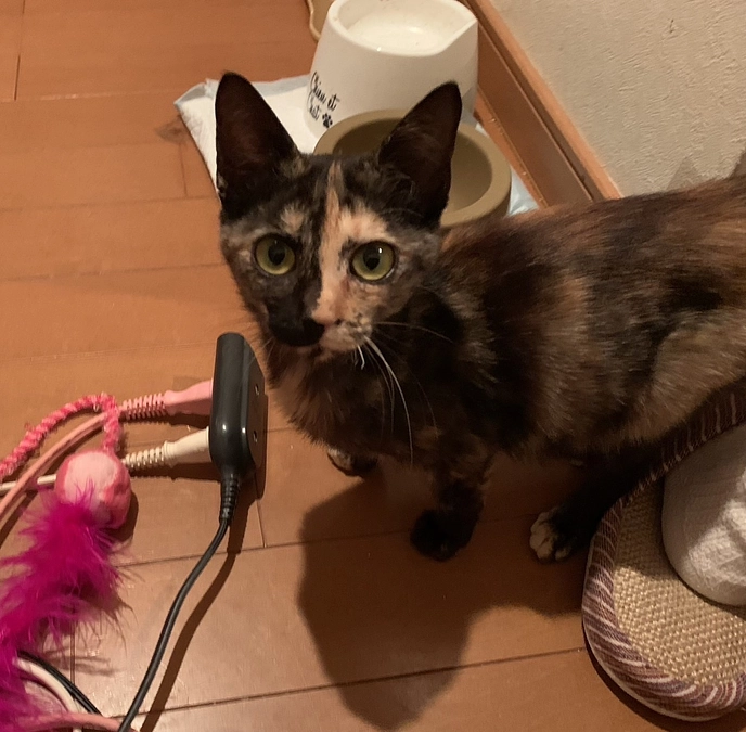 個性派サビ猫ちゃんトライアルスタートです！