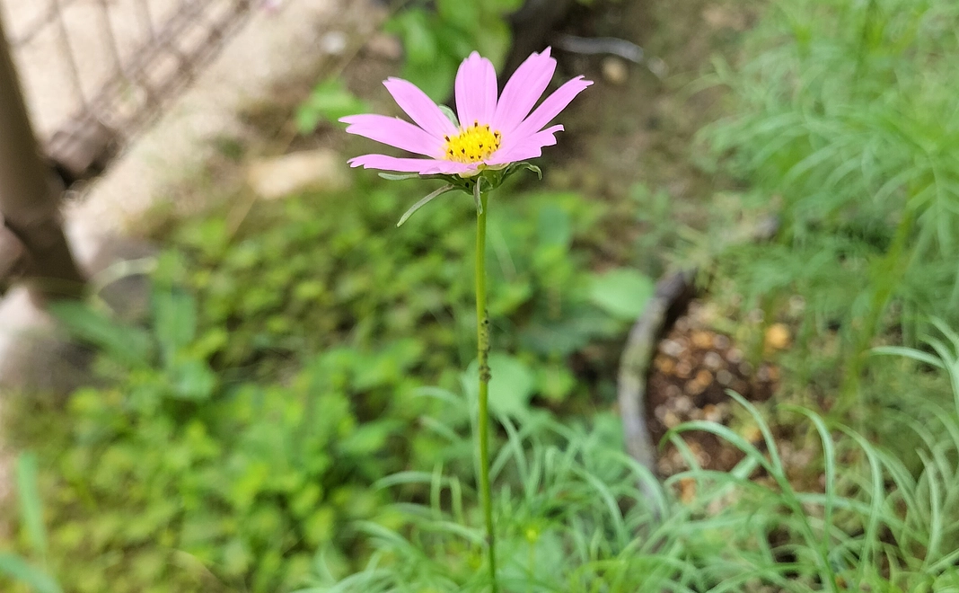 1000円ご寄付いただいた皆様にサンクスメールをお送りいたします