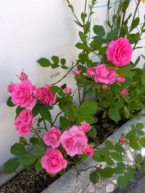 第21回目　21888円のご支援金を頂戴致しました💞🙌