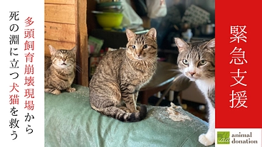 アニドネ｜1000頭の救出を支えた多頭飼育崩壊の緊急基金 再開へ！ のトップ画像