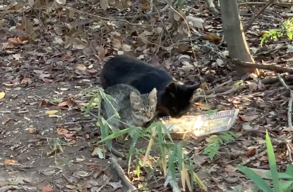 山の中で子育てをしていた黒猫ちゃん　保護団体さんが保護してくれました！