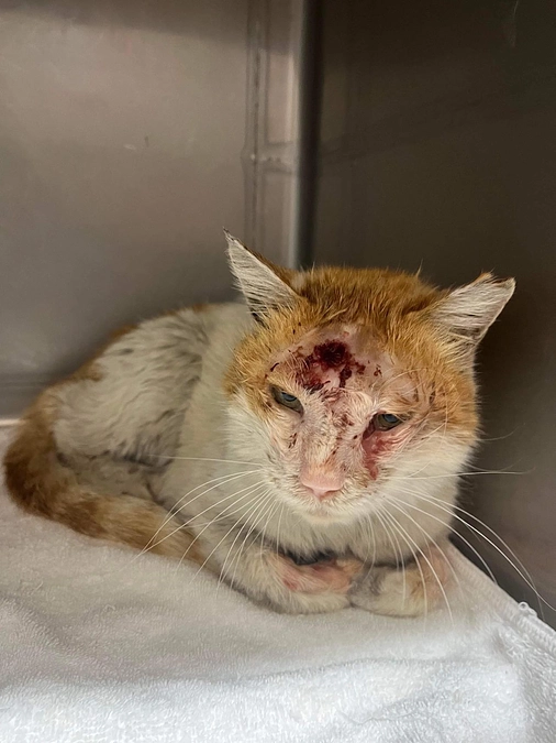 虐待か？緊急保護のご報告