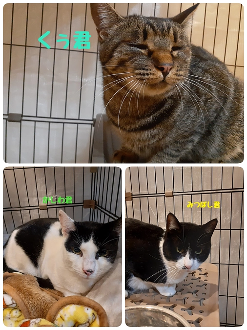 愛護センターから新たに迎えた3匹