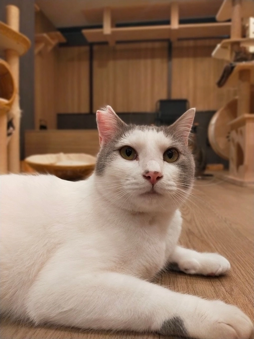 新メンバー大福くん