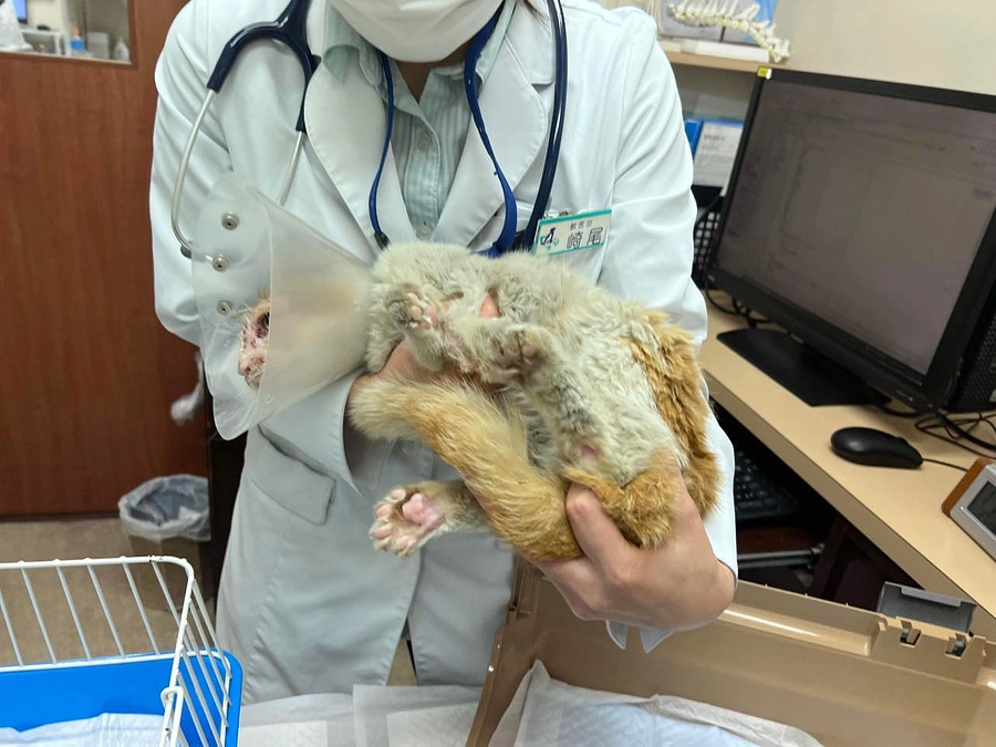 幸（ゆき）ちゃんの頭部には頭蓋骨が見えるほどの穴が…