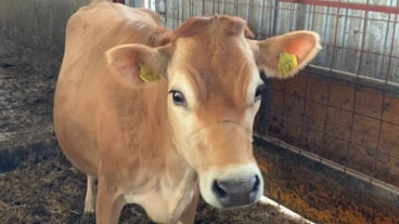 産まれてすぐ殺されるジャージー牛の雄牛を一頭でも助けたい のトップ画像