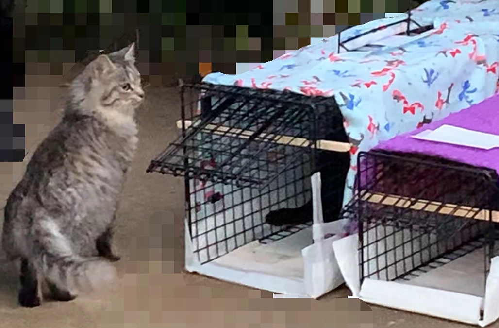 チップちゃん・マヌちゃんのTNR