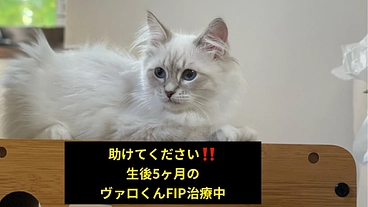 生後5ヶ月でFIP治療中　ヴァロをどうか助けてあげたいです のトップ画像