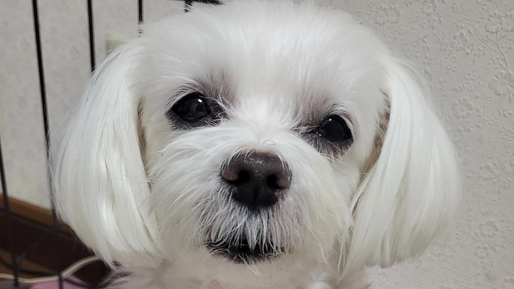 [僧帽弁閉鎖不全症]の愛犬しずくを手術で救いたい