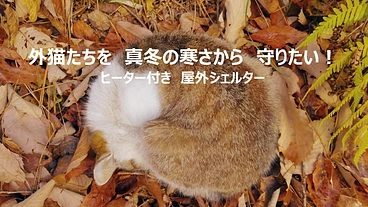 外猫たちを真冬の寒さから守りたい！【ヒーター付き屋外シェルター】 のトップ画像