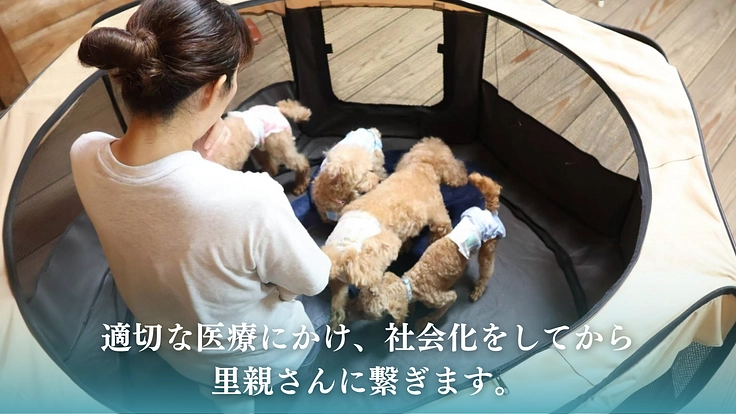 老犬、保護犬でも安心できる【啓発型トリミングサロン】を作りたい！ 4枚目