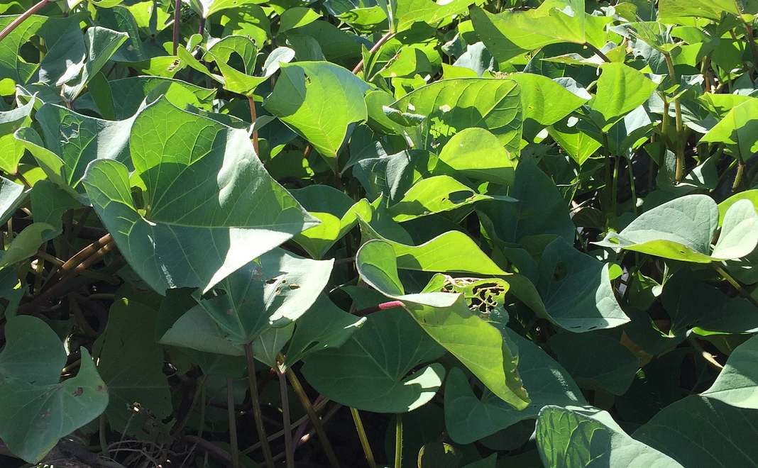 はじめて応援コース｜5000円