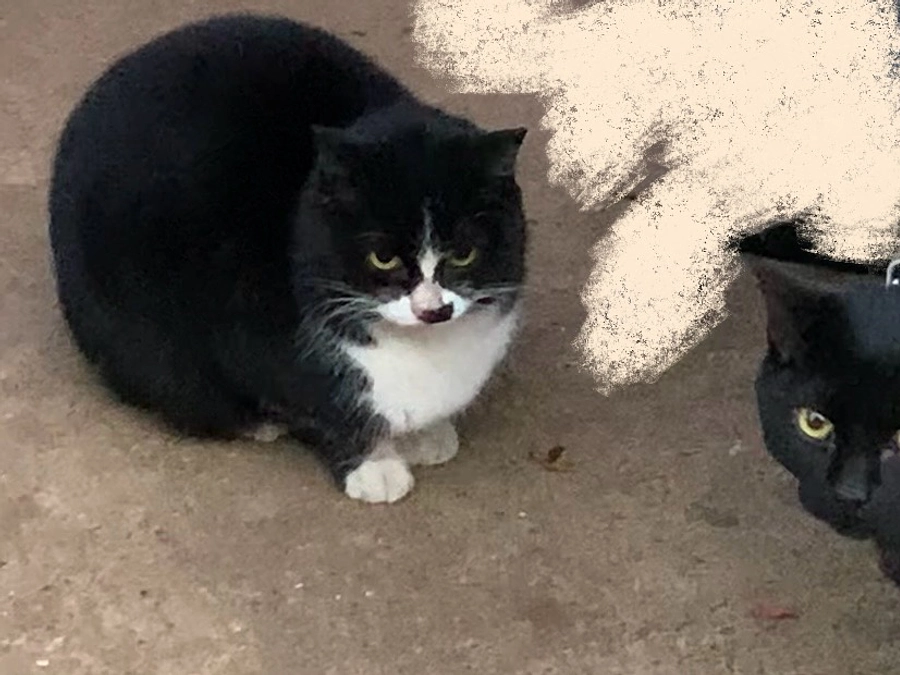 クラファン目標達成！モンちゃんチョコちゃん捕獲！