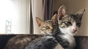 空き家を活用した保護猫シェルター設立のため、ご支援お願いします！ のトップ画像