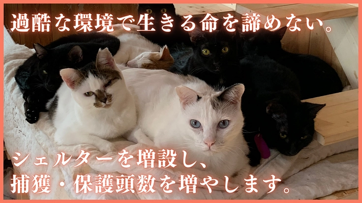 相次ぐ多頭崩壊。シェルター増設とTNRで不幸な野良猫を増やさない！ 4枚目