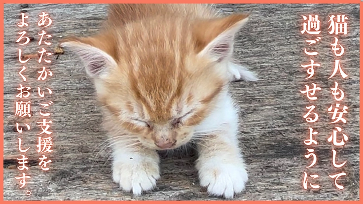 相次ぐ多頭崩壊。シェルター増設とTNRで不幸な野良猫を増やさない！ 5枚目