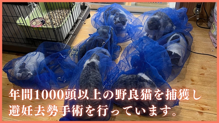 相次ぐ多頭崩壊。シェルター増設とTNRで不幸な野良猫を増やさない！ 2枚目