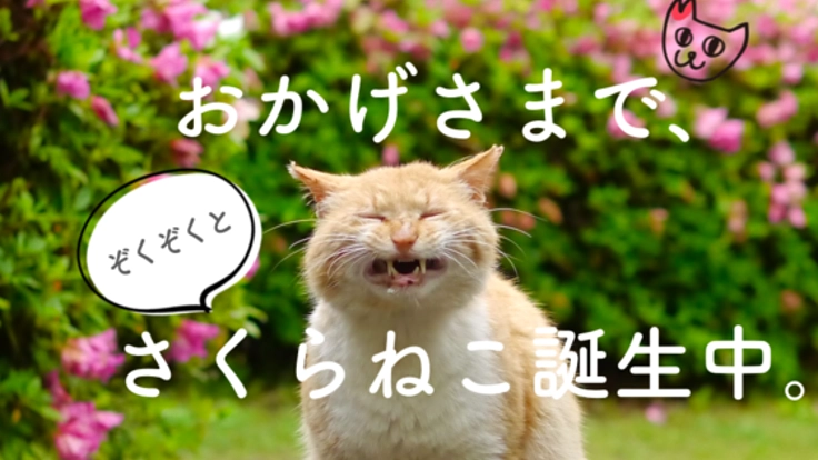 広げたい、愛され猫のしるし。殺処分0の裏側を見逃さないために