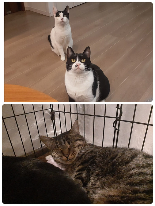 【かしわ君】【みつぼし君】里親募集開始【くぅ君】は目の手術決定いたしました。