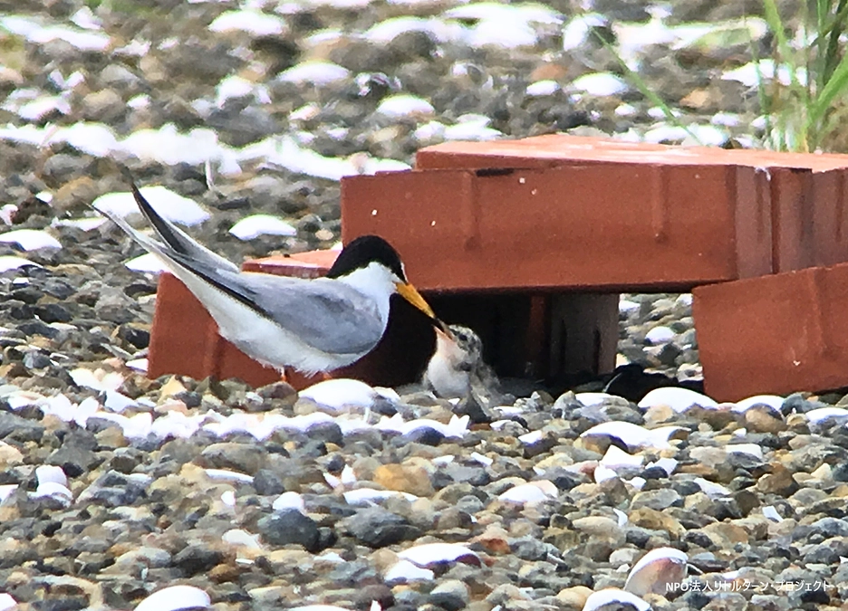 シロチドリのトークイベントが今週末（1/14）となりました！