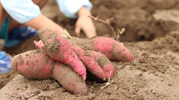 さつま芋でみんなが笑顔になる幸せネットワークをつくりたい！ のトップ画像