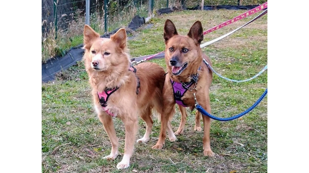 キャメロン智子様（ちょきとゆかいな仲間達）から応援メッセージをいただいております！