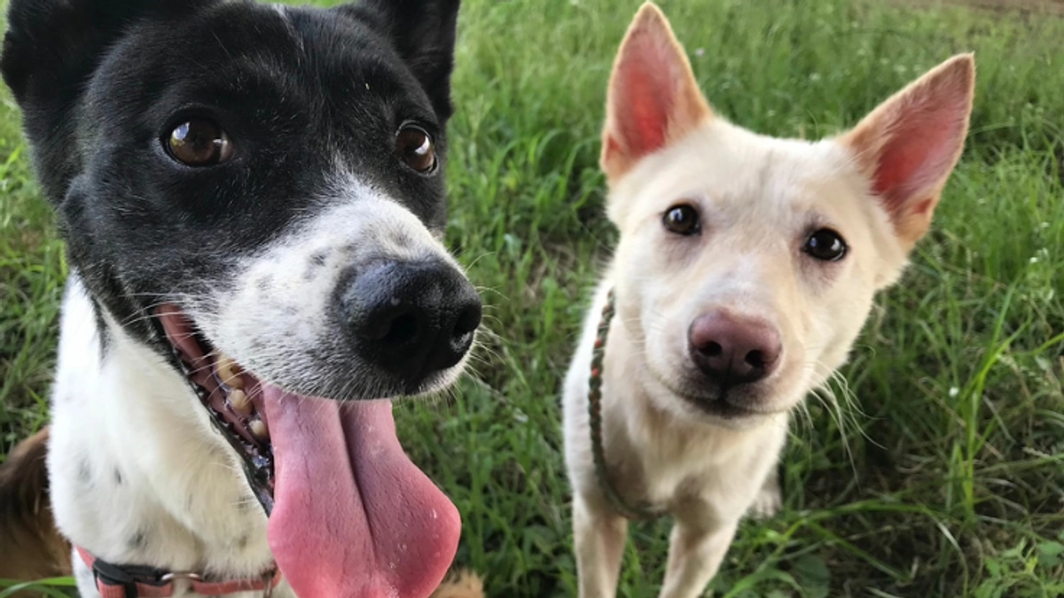 Dogs Home CuluCulu、砂森様 から応援メッセージをいただいております！