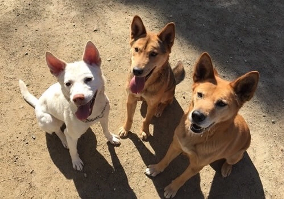  Wan life (ワンライフ) 代表 島田香様 から応援メッセージをいただいております！