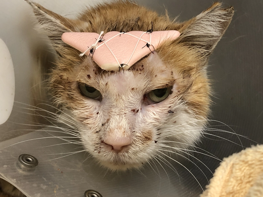 大晦日。今、幸ちゃんは孤独ではありません。