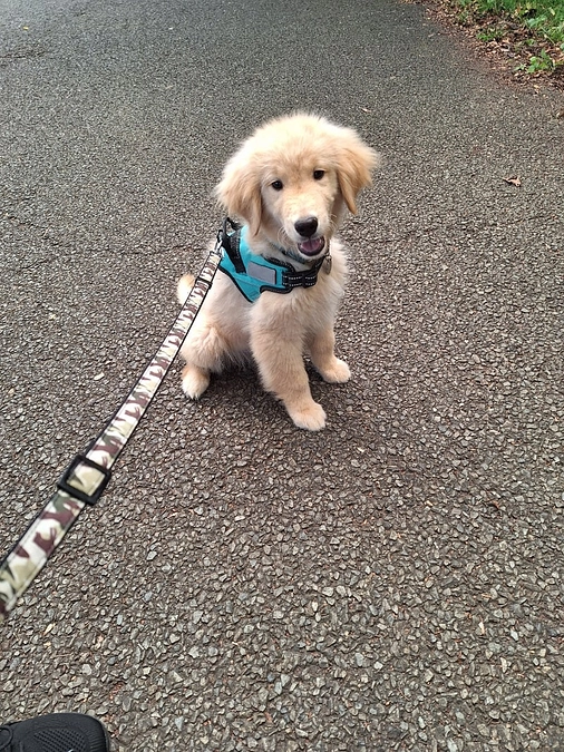 謹んで新春をお祝い申し上げます。