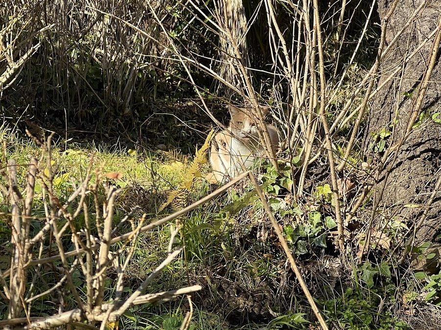 本年もどうぞよろしくお願いいたします