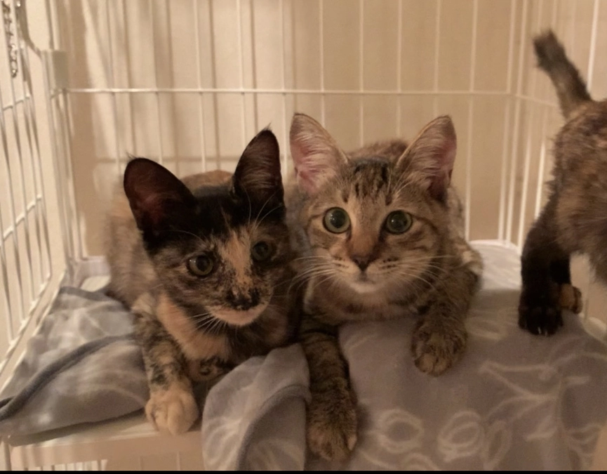 子猫たちの里親募集中。譲渡会参加予定です！