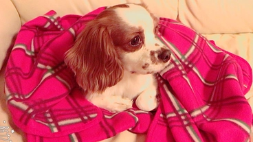 【4月7日手術予定】一部ご援助よろしくお願いいたします。 のトップ画像