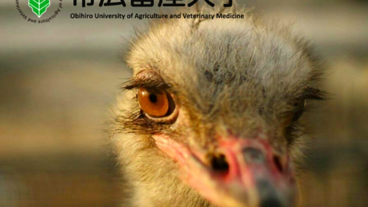 ダチョウが自由に走り回れるように、飼育施設を拡張させたい！