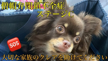 お力を貸してください。僧帽弁閉鎖不全症のクレアを助けたい。 のトップ画像