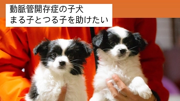 助けてください！余命1年の子犬、まる子とつる子を救いたい。 のトップ画像
