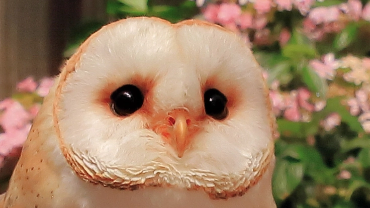 【第3弾】鳥たち、花たち、お客様に、心も身体も温まる空間を。