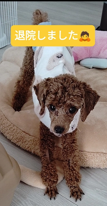 無事に退院できました。