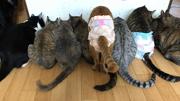 保護猫達の手術及びワクチン等の実施にお力添え頂けないでしょうか？ のトップ画像