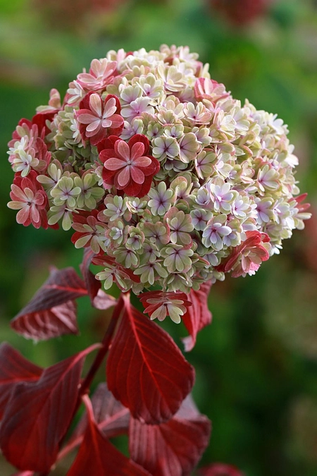姉妹園「加茂荘花鳥園」のチャレンジについて