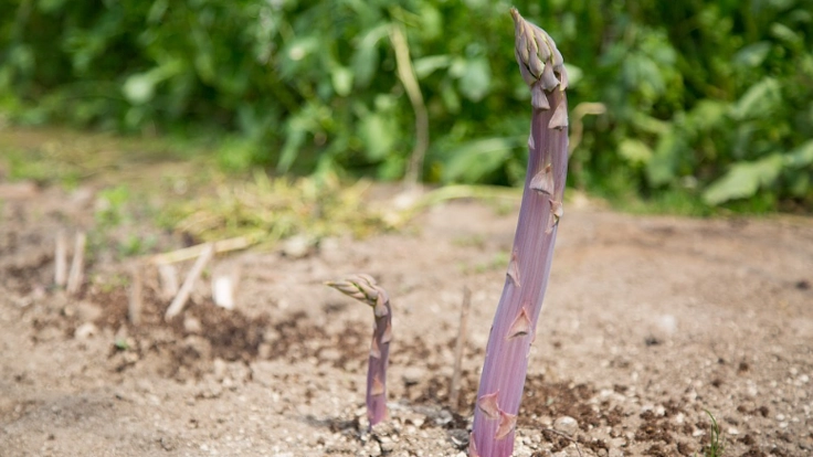 子供たちの健康と未来を守る!有機農産物を多くの方々に届けたい
