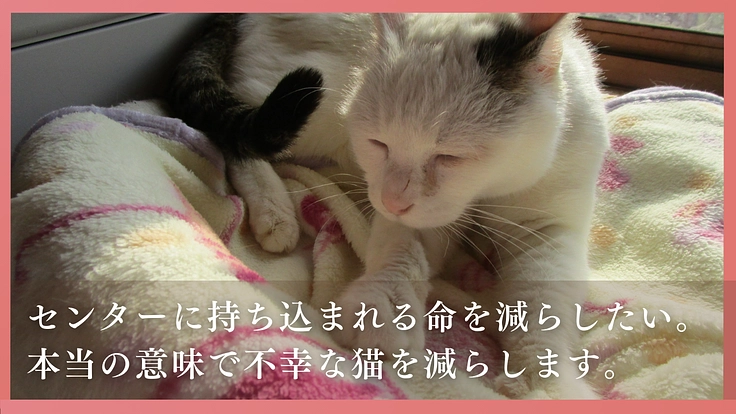 多頭飼育崩壊に歯止めを！行政施設内に「不妊手術専門病院」の開設へ 6枚目