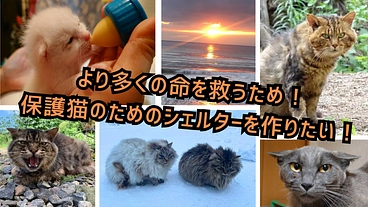 北海道最西端で更に多くの命を救うため！保護猫のシェルターを作りたい のトップ画像