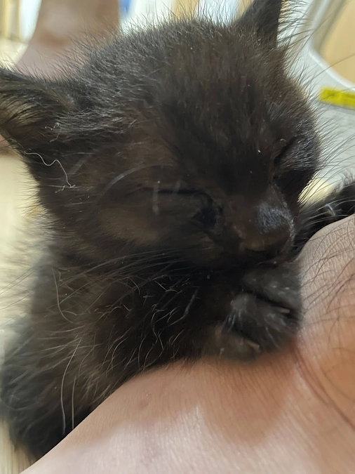 【活動報告】保護猫シェルター建設に伴う応援のお願い（カウントダウン22日！）